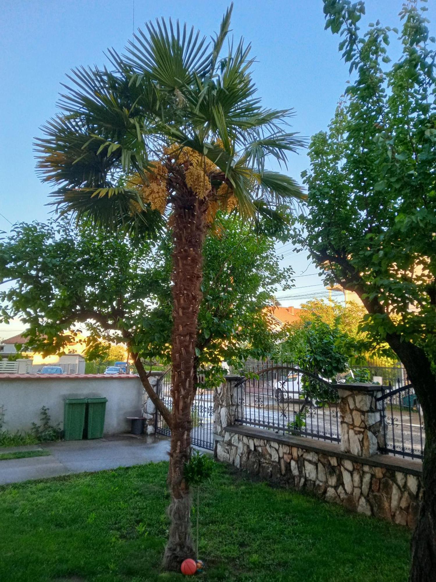 גבגלייה Apartman Zafirovi מראה חיצוני תמונה